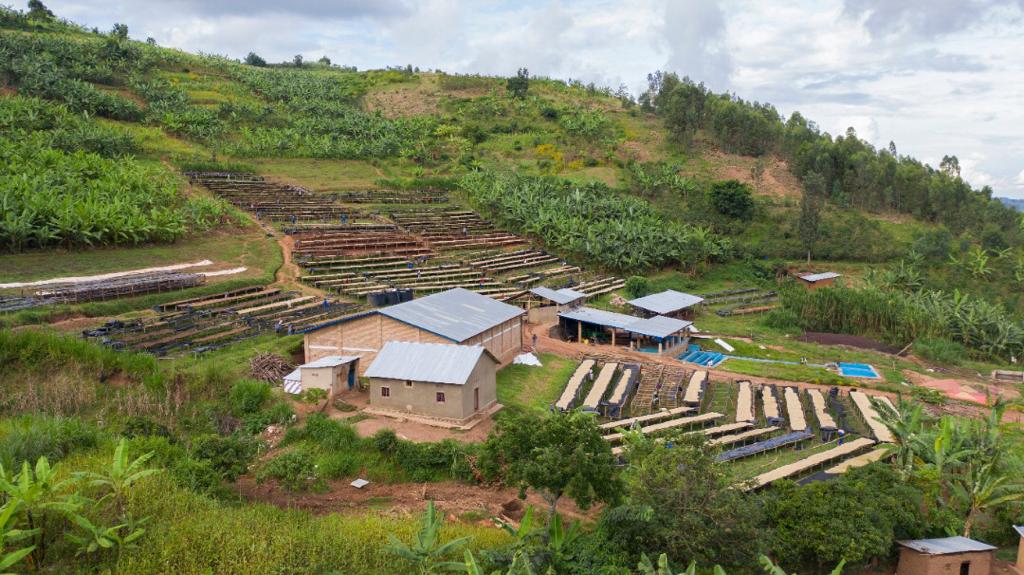 Café saisonnier : Gatsibo, café du Rwanda